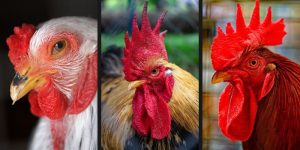 Đá gà cựa sắt là gì?