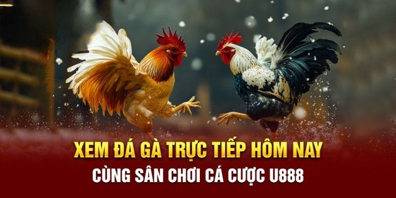 Trực tiếp đá gà u888 miễn phí