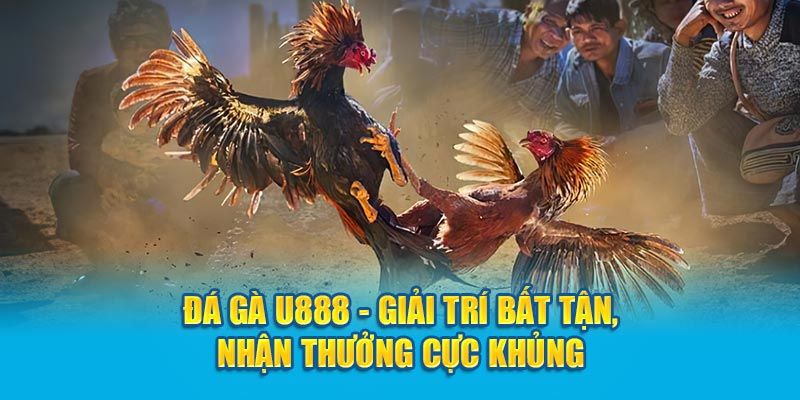 Thông tin sơ lược về chuyên mục đá gà U888