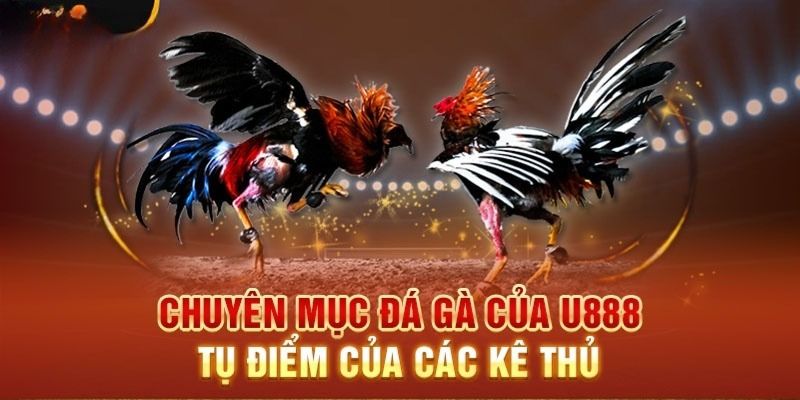 Trực tiếp đá gà c3 miễn phí