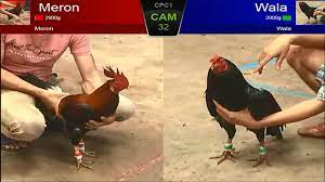 Luật chơi đá gà cựa dao cơ bản cần phải nắm bắt