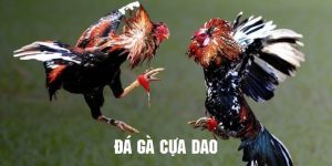 Đá gà cựa dao nhà cái u888