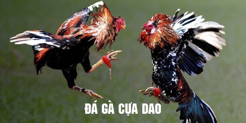 Đá gà cựa dao nhà cái u888