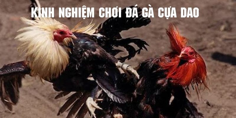 Kinh nghiệm chơi cá cược chọi kê cựa dao